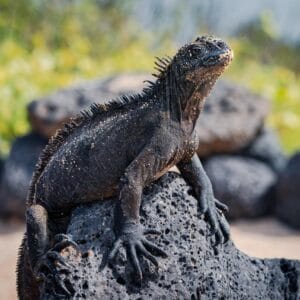Galapagos - Workshop fotografico