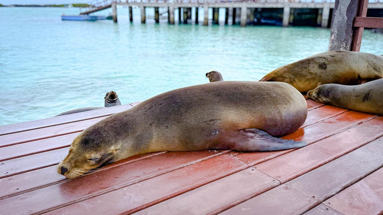 Galapagos (16)