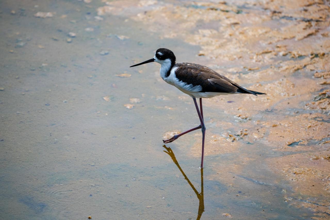 Galapagos (2)