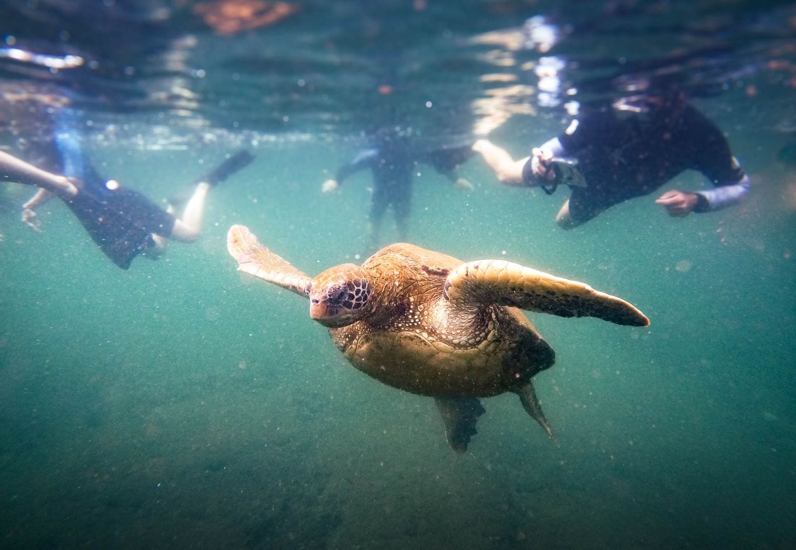 Galapagos (22)