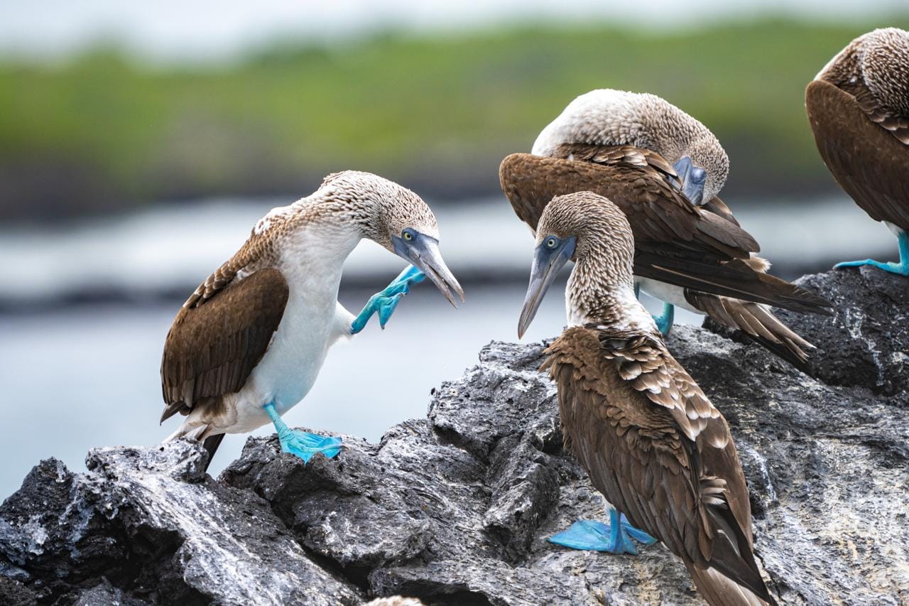 Galapagos (26)